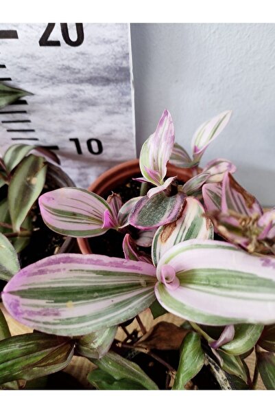 Zambak Renkli Ve Şık 4'lü Telgraf Çiçeği Seti - Iç Mekan Dekorasyonuna Canlılık Katın