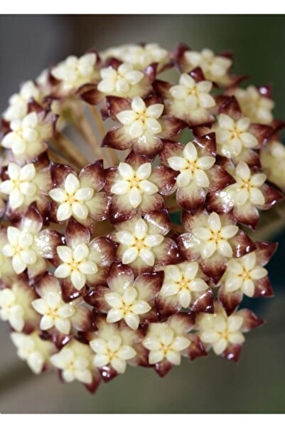 PLANT Hoya Clemensiorum Ted Green Mum Çiçeği