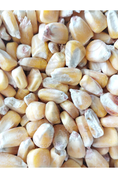 Dried Corn for Feeding - Fish Feed