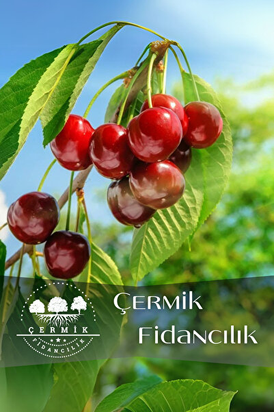 ÇERMİK FİDANCILIK TÜPLÜ Vişne Fidanı