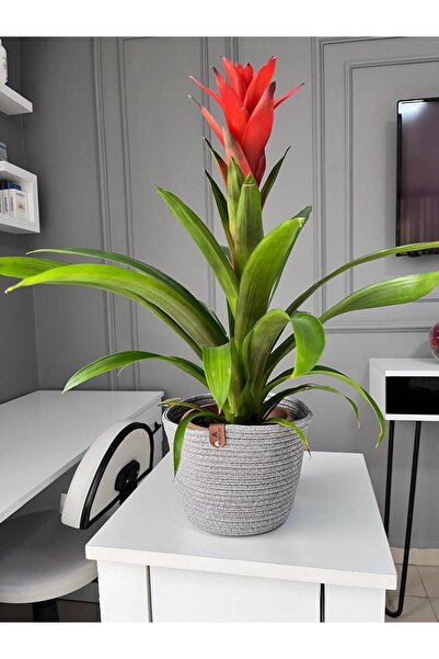 Flowerpot 15x15