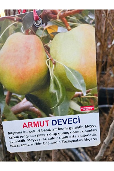 Zambak Açık kök (Söküm) Deveci Armut fidanı