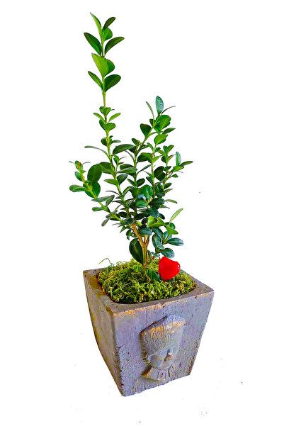çiçekseli Buxus Bonsai Atatürk Büstü Saksıda Canlı Bitki Şimşir & Hediye 100....