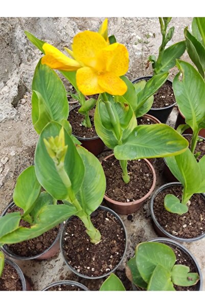 Zambak Sarı Çiçeği (CANNA GENERALİS) - Tropikal Görünümlü Sarı Çiçekli Bahçe Bitkisi