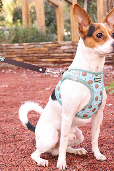 Falpaw Köpek Göğüs Tasma Seti Ayarlanabilir Gezdirme Kayışı Eller Serbest Coconut Desenli