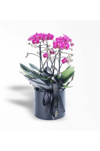 Rosebox Siyah Saksıda 4 Dallı Mor Bellisimo Orkide