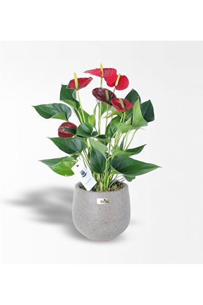 Rosebox Taş Saksıda Kırmızı Antoryum Çiçek