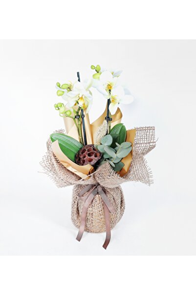 Rosebox Hasır ve Gold Ambalajında 2 Dallı Beyaz Midi Orkide