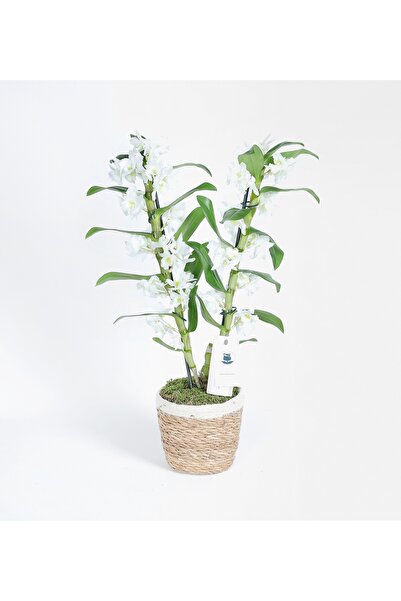 Rosebox Sepette 2 Dallı Beyaz Bambu Orkide - Dentrobium