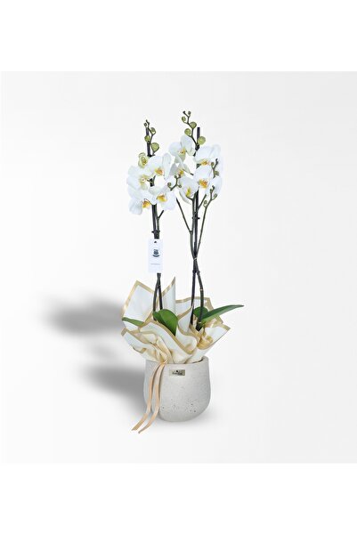 Rosebox Kumlu Beton Saksıda İkili Beyaz Orkide