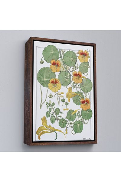 Harita Sepeti White Framed Nasturtium Flower Canvas Print