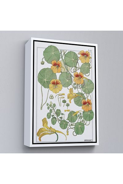 Harita Sepeti White Framed Nasturtium Flower Canvas Print
