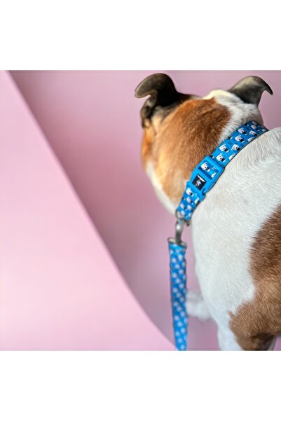 PAWLOOK Cute, Köpek Boyun Tasması, Köpek Tasması, Recycled, Geri Dönüştürülmüş