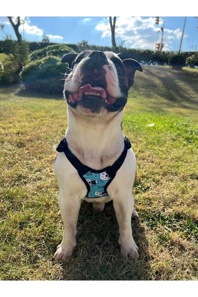 PAWLOOK Cute, Köpek Gögüs Tasması Köpek Sırt Çantası- Tasmalı Köpek Çantası,