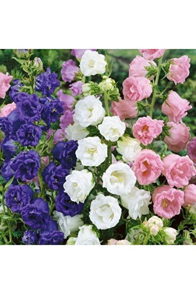 TohumBul Katmerli Campanula Karışık Çan Çiçeği Tohumu (100 Tohum)