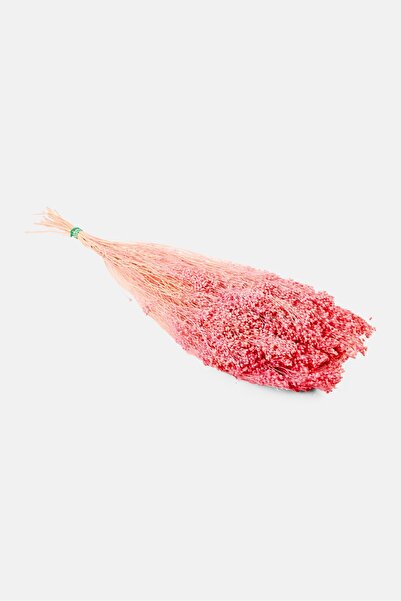 Muy Mucho Brooms Dried Flower Bunch 55 cm, Peach