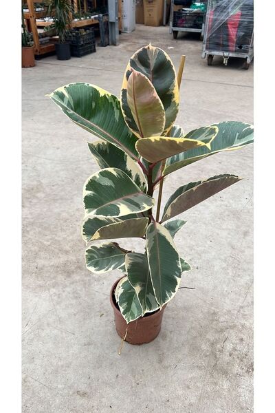 Nura Botanik Pembe Alacalı Kauçuk Çiçeği Tek Dallı 70-75 Cm - Ev Ofis Salon I...