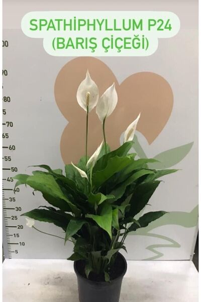 Bitkim Sende Canlı Saksılı Spatıfılıum (barış Çiçeği) 70 Cm,17 Cm Saksı Çapı