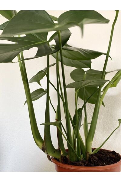 Nura Botanik Monstera Deliciosa Deve Tabanı Xl Büyük Boy 90 - 100 Cm
