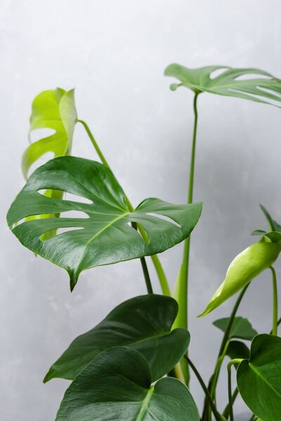 Bitkim Sende Monstera Deliciosa - Deve Tabanı Canlı Salon Bitkisi - 80 - 100 cm