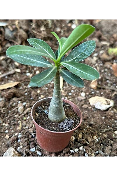 Nura Botanik 5.5 luk Saksıda Sarı Kırmızı Adenium Çöl Gülü Çiçeği Fidanı