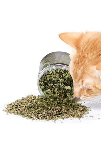 Markapet Catnip Natural Catnip - Catnip in a Bottle