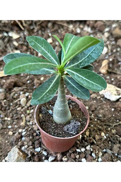 Nura Botanik 5.5 luk Saksıda Sarı Kırmızı Adenium Çöl Gülü Çiçeği Fidanı