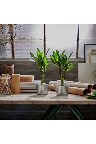 IKEA Premium Ürün Kaliteli Üretim Pratik Kullanım Kullanışlı Şık Modern Çok Amaçlı Çelik Saksı BINTJE