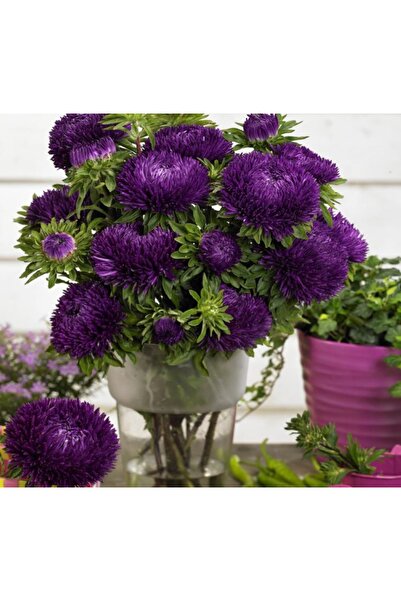 megcito Aster Kasımpatı ( Krizantem ) Mor Renkli - 20 Tohum