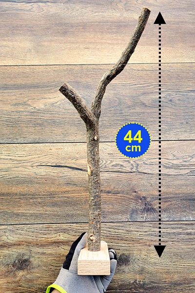 Vixpet Venty Parrot Wall Perch |   Sultan, Budgie, Monk, Lori, Forpus Sevda, Senegal, Kakariki - M300