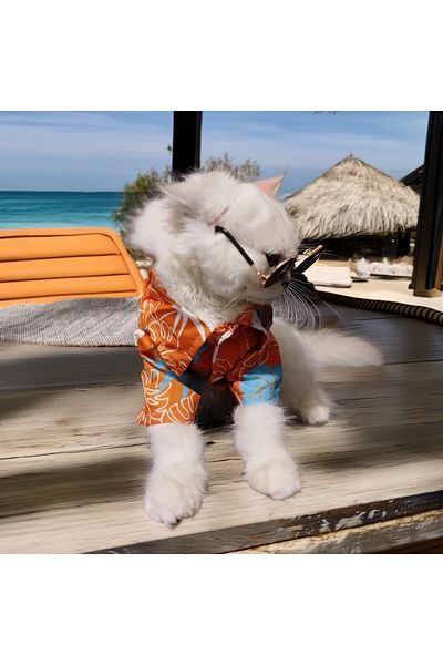 Lady Fify Hawaiian Themed Summer Tshirt with Sunglasses for Cat Dog