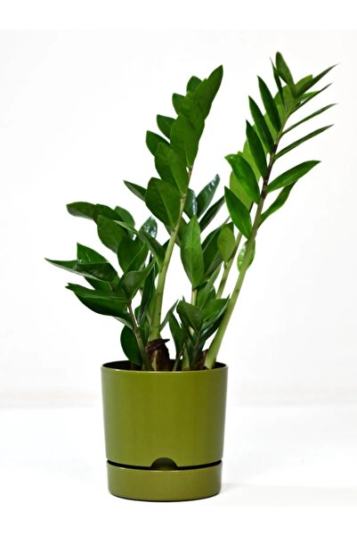 PetGrow Plastik Begonya Saksı-21