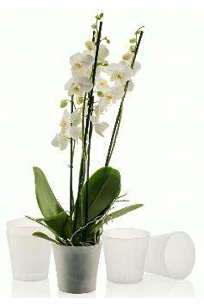 PetGrow Plastik Gardenya Orkide Saksı Randum