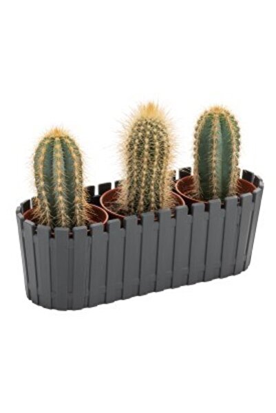 PetGrow Plastik Akasya Kaktüs Triple Saksı-5,5