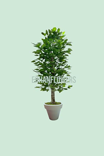 ERHAN FLOWERS ÇİÇEK & DEKORASYON 150 cm ıslak doku benjamin ağaç beyaz plastik saksıda