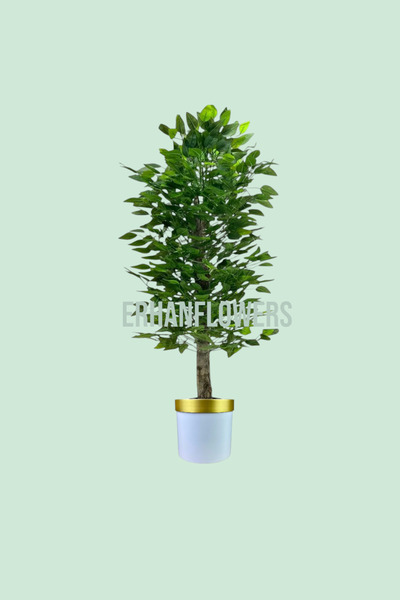 ERHAN FLOWERS ÇİÇEK & DEKORASYON 150 cm ıslak doku benjamin ağaç beyaz gold saksıda