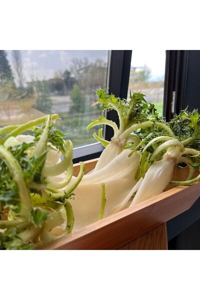 E-fidancim Ata Tohumları Geleneksel Doğal Şevketi Bostan Otu Tohumu(5 Adet)