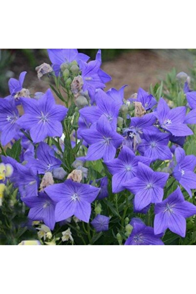 E-fidancim Geleneksel Tohumlar Dona Dayanıklı Platycodon İri Mavi Çiçekli Balon Çiçeği Tohumu(100 tohum)