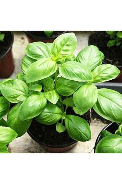 E-fidancim Saksılık Ata Tohumları Geniş Yapraklı İtalyan  Yaprak Fesleğen Toh...