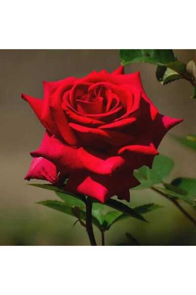 HİLAL TARIM ÇİFTLİĞİ Yediveren kırmızı tüplü gül fidanı