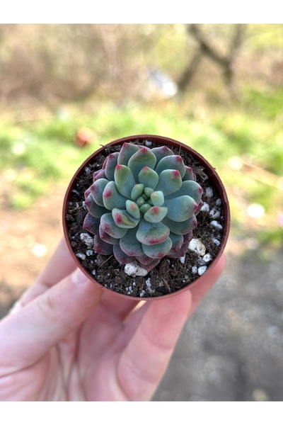 SukuLand Echeveria Blue Apple ithal koleksiyonluk özel tür sukulent 5,5cm sak...