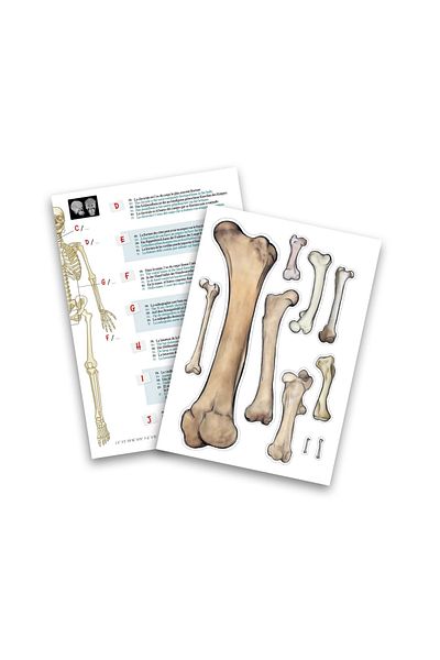 Buki France Giant Skeleton 45 Cm - Anatomy For Children