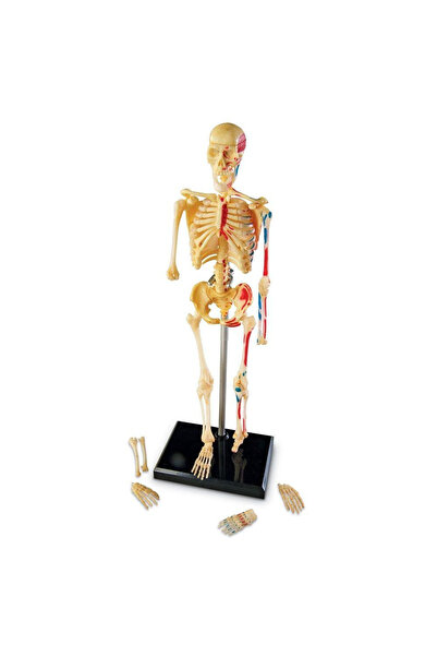 Learning Resources Human Body Model - Skeleton