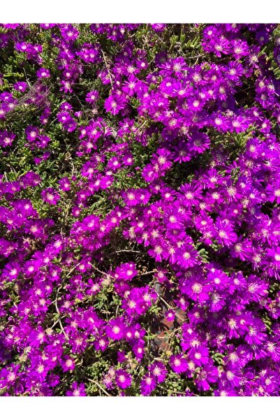 ŞAFAK PEYZAJ TOHUMCULUK Mor Papatya Tohumu