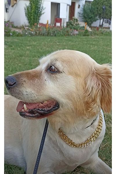 Sürmeli Tasma Dog Collar Double Row 70 cm Adjustable Stainless 1St Grade