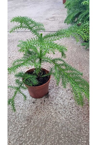 AKDOĞA aracorya(salon çamı)