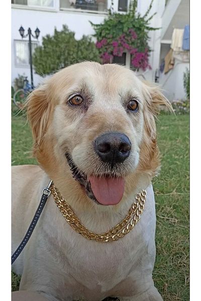 Sürmeli Tasma Dog Collar Double Row 70 cm Adjustable Stainless 1St Grade