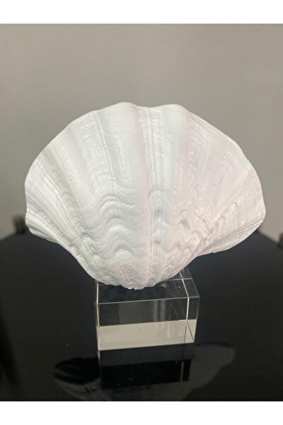 Mirsa Global Dekoratif Mercan krıstalli midye istiridye model biblo