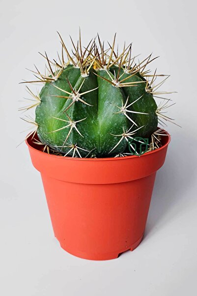 Toptan Kaktüs Şapkalı kaktüs Melocactus Matanzanus 12 cm kırmızı saksıda