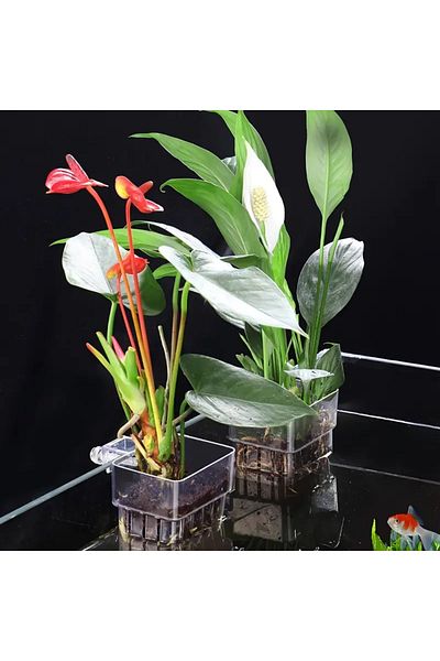 Choice 1 Cup 1PC Hydroponic Planting Cup Household Water Grass Planting Cup Wall Mounted High Transparent F